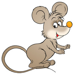 grey mouse