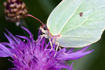 photocontrast: green on purple