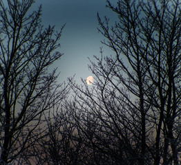 moon through the trees