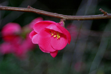 fiore mandorlo cinese