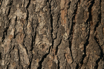 bark