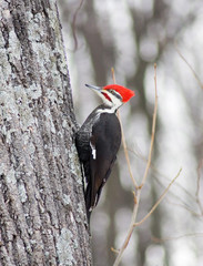 Woodpecker on an extremely large live tree figuring out where to start pecking