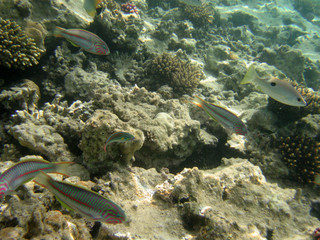red-sea13