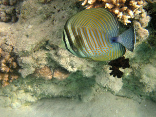 red-sea14