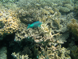 red-sea30