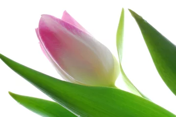 Crédence de cuisine en verre imprimé Tulipe pink tulips