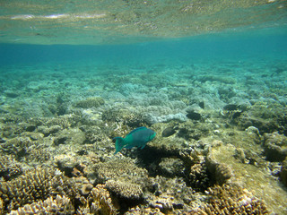 red-sea31