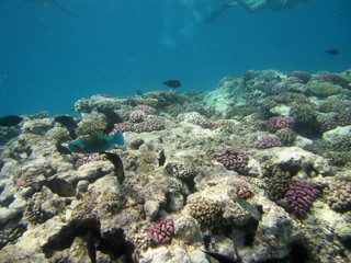 red-sea32