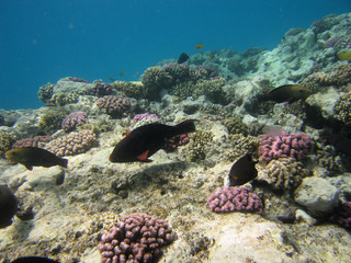 red-sea35