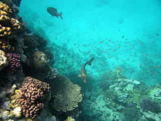 red-sea38