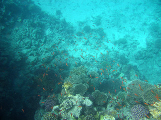 red-sea39