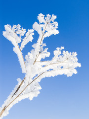  hoarfrost