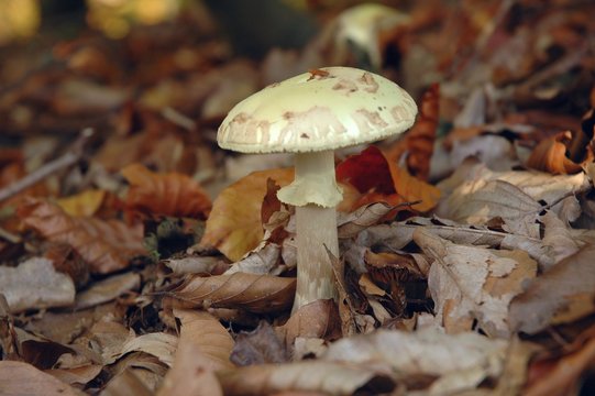 gr&uuml;ner knollenbl&auml;tterpilz