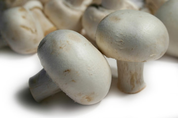 bunch of fresh mushroom