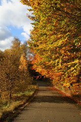 road in autumn