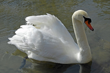 swan