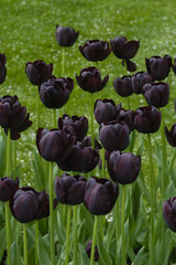 black tulips