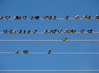 wired pigeons