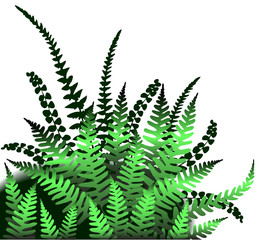 ferns