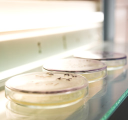 microbiology science
