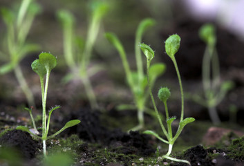 arabidopsis