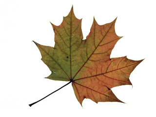 autumn,maple leaf