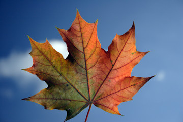 autumn,maple leaf