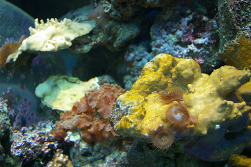 corail/reef