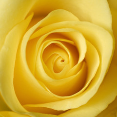 au coeur d'une rose jaune