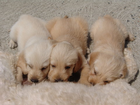 chiot qui tete