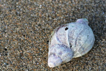 single seashell