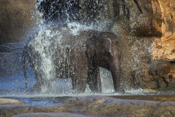 elephant shower