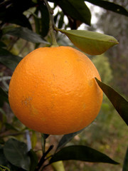 orange waiting to be picked