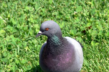 pigeon