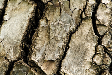 tree bark 01