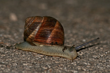 lumaca