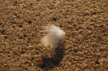 plume sur le sable