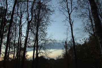 silhouettes of trees