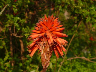fiore d'aloe
