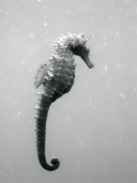 hypocampe