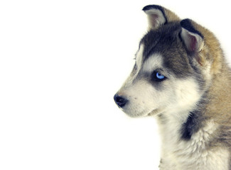 sweet puppy siberian husky