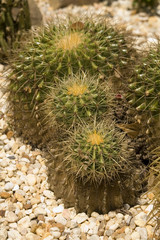 barrel cactus