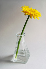 gerbera in vase