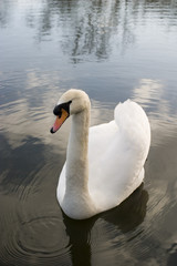 swan poses for camera