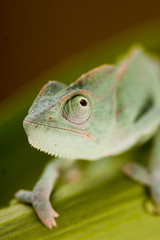 chameleon