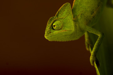 chameleon