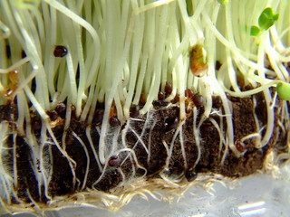 cress roots 2