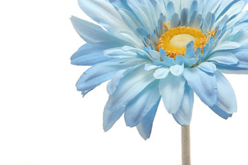 blue gerbera daisy flower