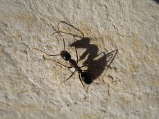 la hormiga solitaria