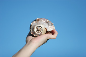 woman holding a seashell
